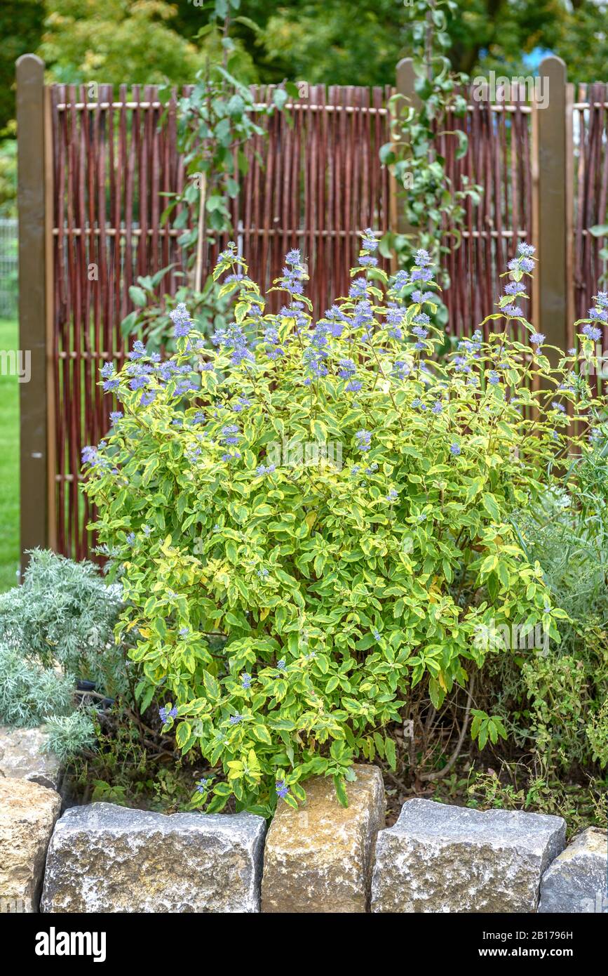 Blauer Bart, Blauer Spiraea, Blaufart (Caryopteris x clandonensis Sommersorbet, Caryopteris clandonensis Sommersorbet), Kultivar-Sommersorbet, Deutschland, Hessen Stockfoto