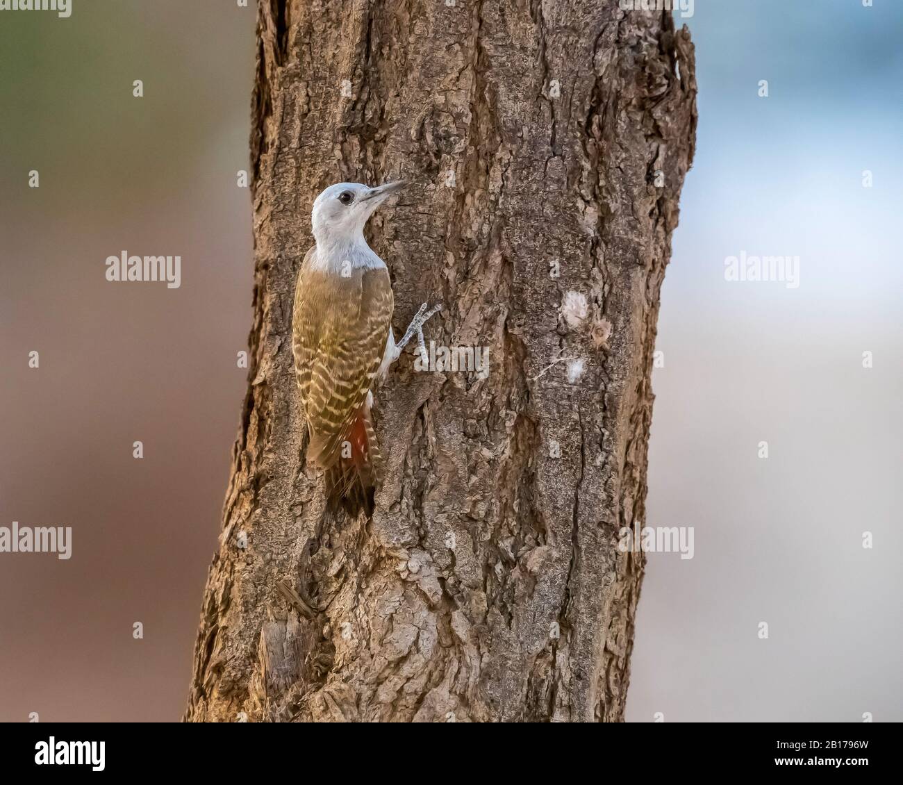 Afrikanischer grauer Specht (Mesopicos goertae goertae), Weibchen auf einem Baum thront, Mauretanien, Adar Stockfoto