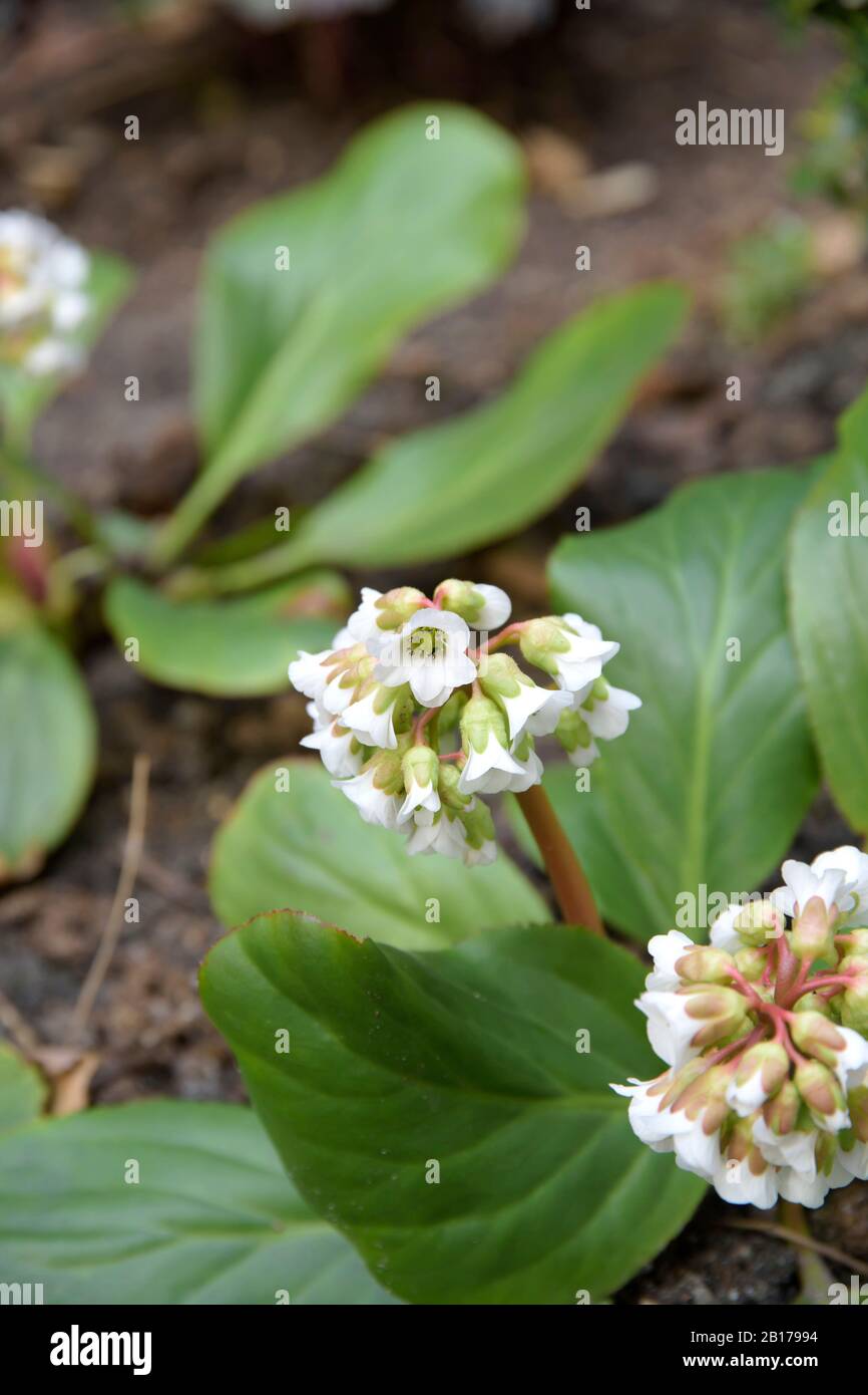 Haert Leaf Bergenia (Bergenia cordifolia Silberlicht, Bergenia 'Silberlicht', Bergenia Silberlicht), Cultivar Silberlicht, Deutschland Stockfoto