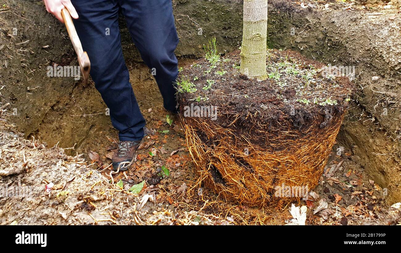 Baum wird gepflanzt, Roozeln lösen sich mit einer Axt, Serienbild 7/10, Deutschland Stockfoto