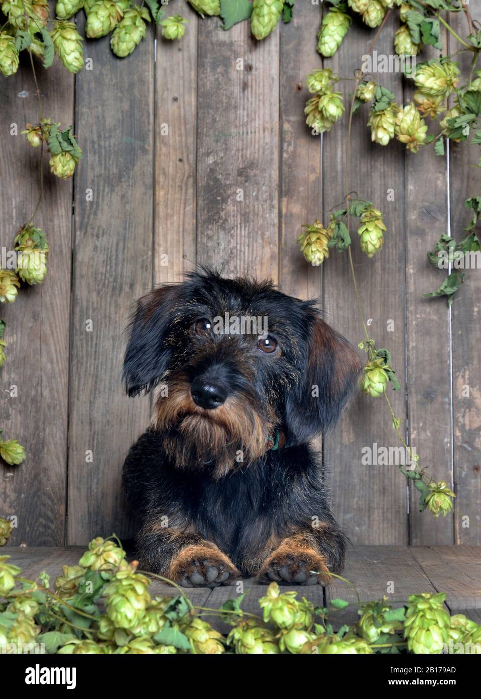 Drahthaariger Dachshund, Drahthaariger Wursthund, Haushund (Canis lupus f. familiaris), vor Holzbrettern mit Hopfen liegender männlicher Drahthaaren-Dachshund, Vorderansicht Stockfoto
