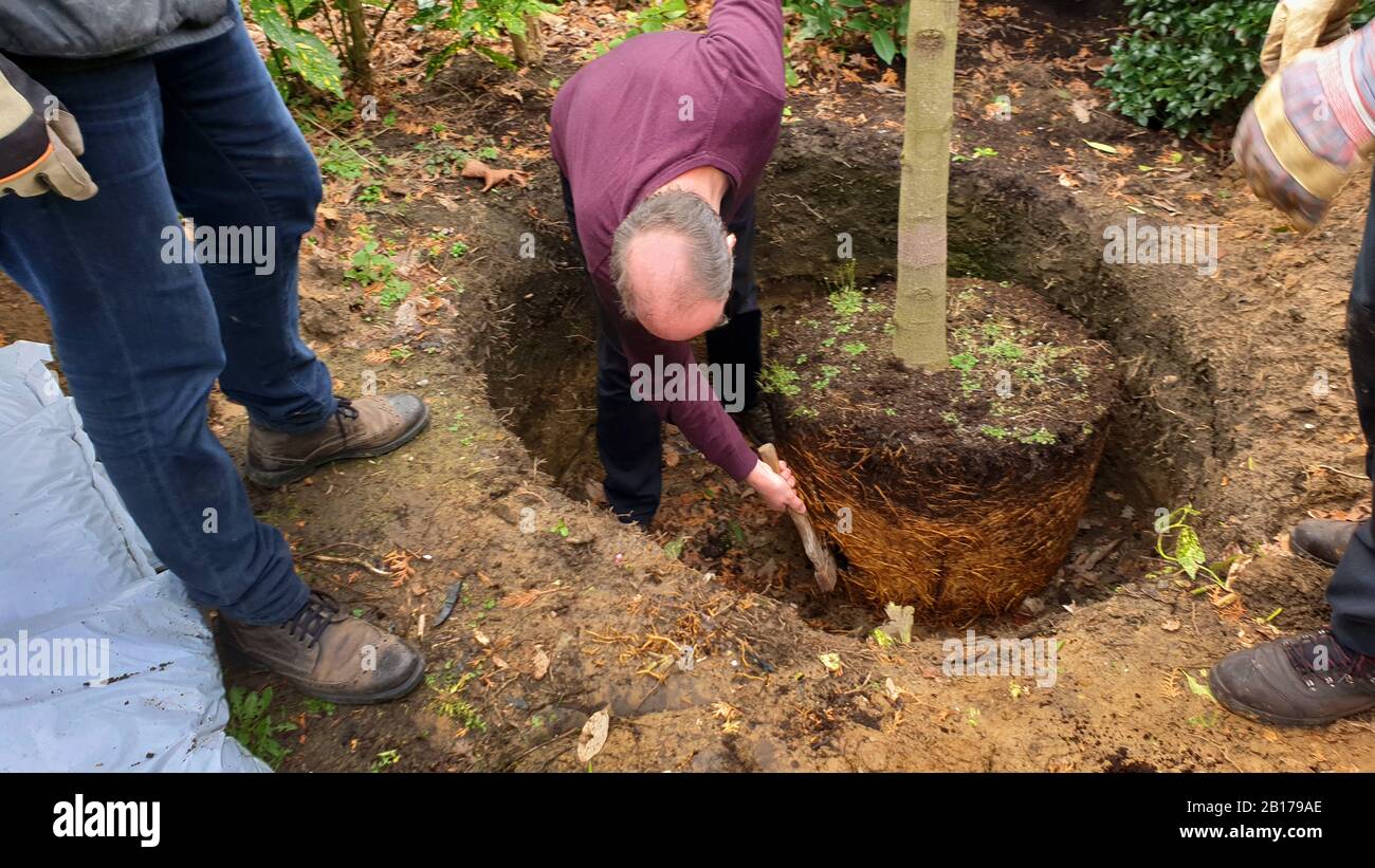 Baum wird gepflanzt, Roozs werden gelockert, Serienbild 4/10, Deutschland Stockfoto