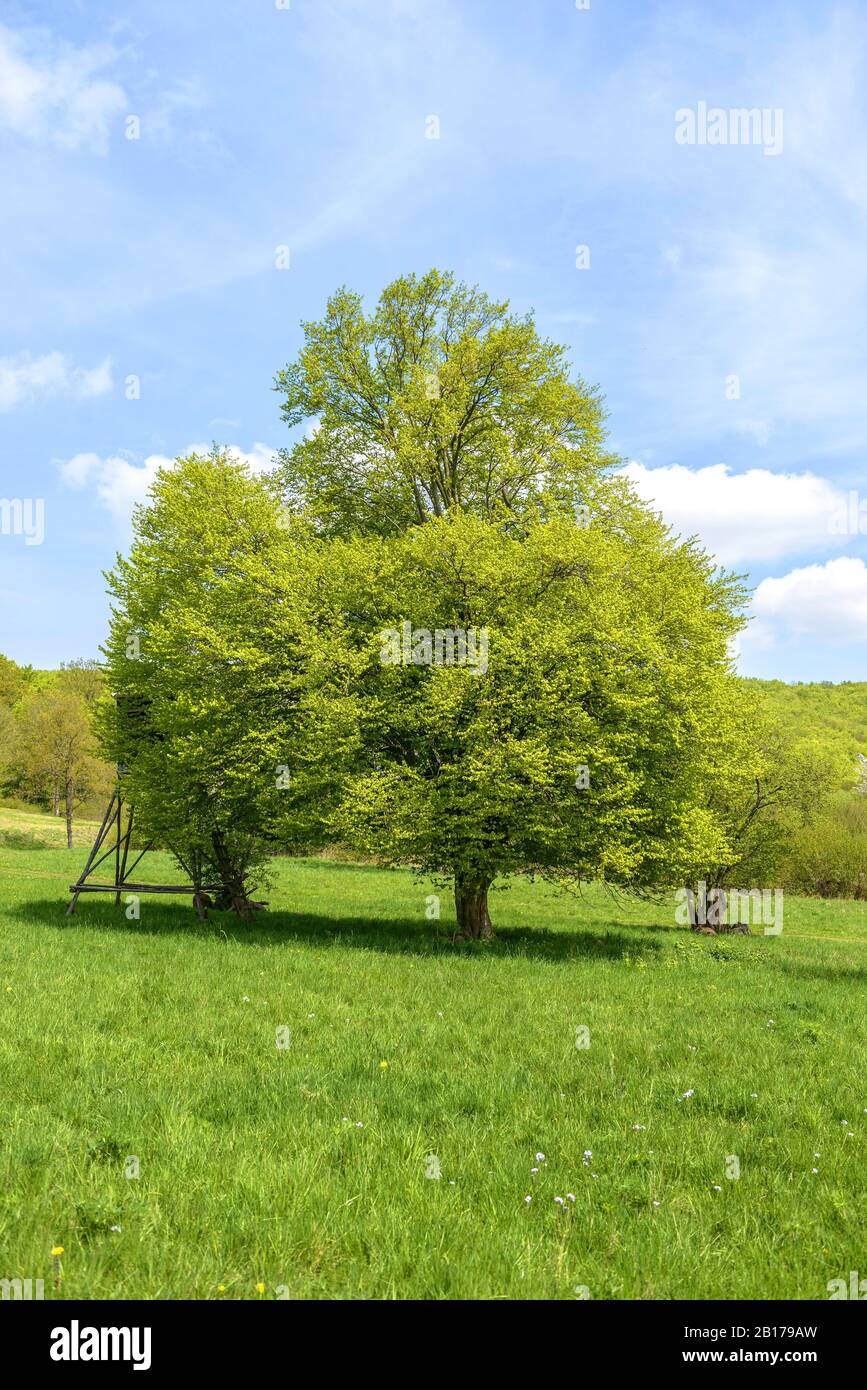 Gemeine Hainbuche, Europäische Hainbuche (Carpinus betulus), auf einer Wiese, Deutschland, Bayern Stockfoto