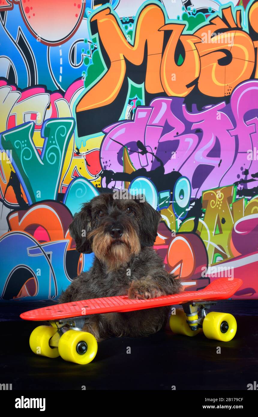 Drahthaariger Dachshund, Drahthaariger Wursthund, Haushund (Canis lupus f. familiaris), kühler weiblicher drahthaariger Dachshund mit Skateboard vor einer Graffitiwand, Vorderansicht Stockfoto