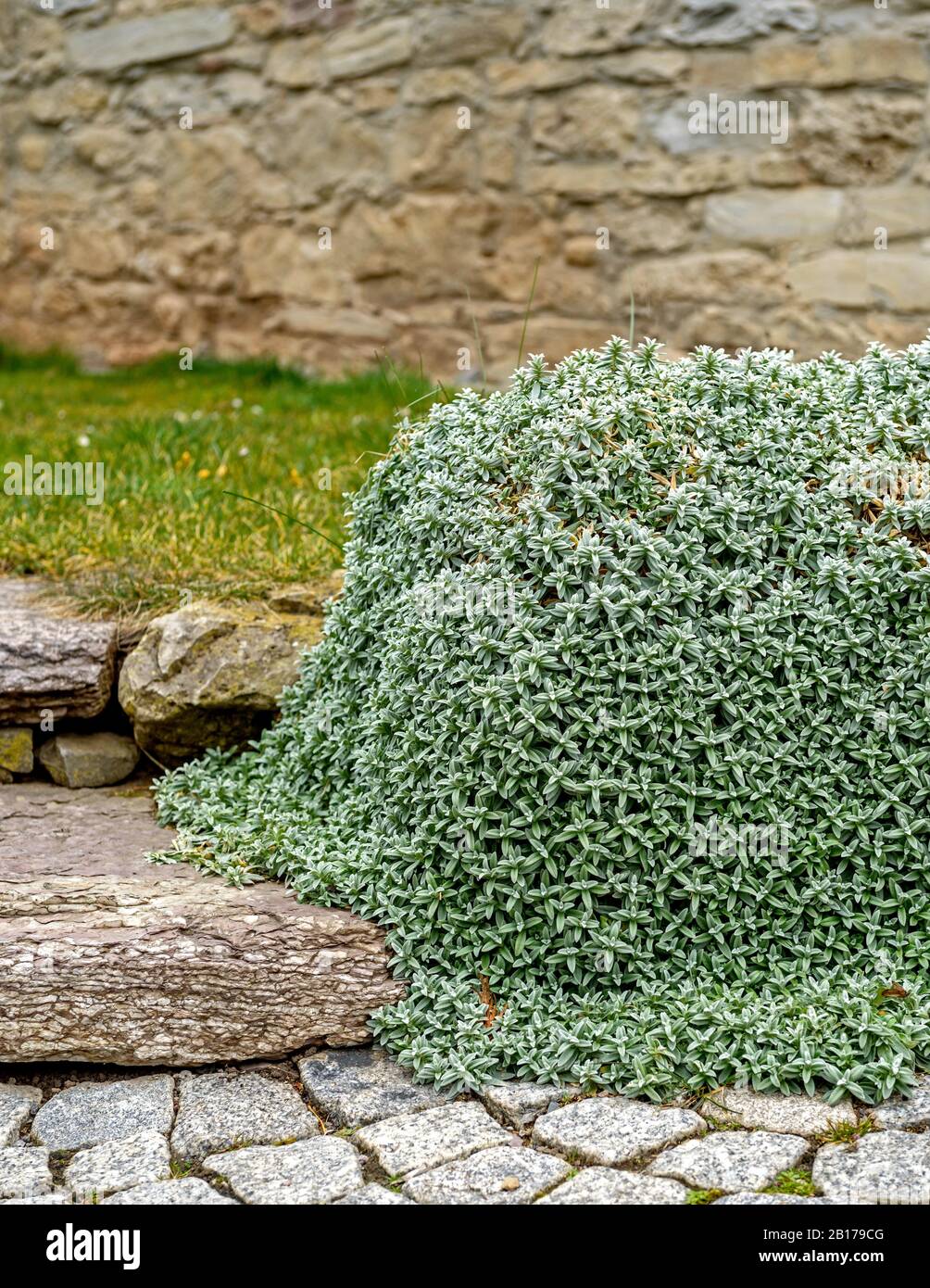 Dusty miller, Snow-in-Summer, Snow in Summer (Cerastium tomentosum), an einer Wand, Deutschland Stockfoto