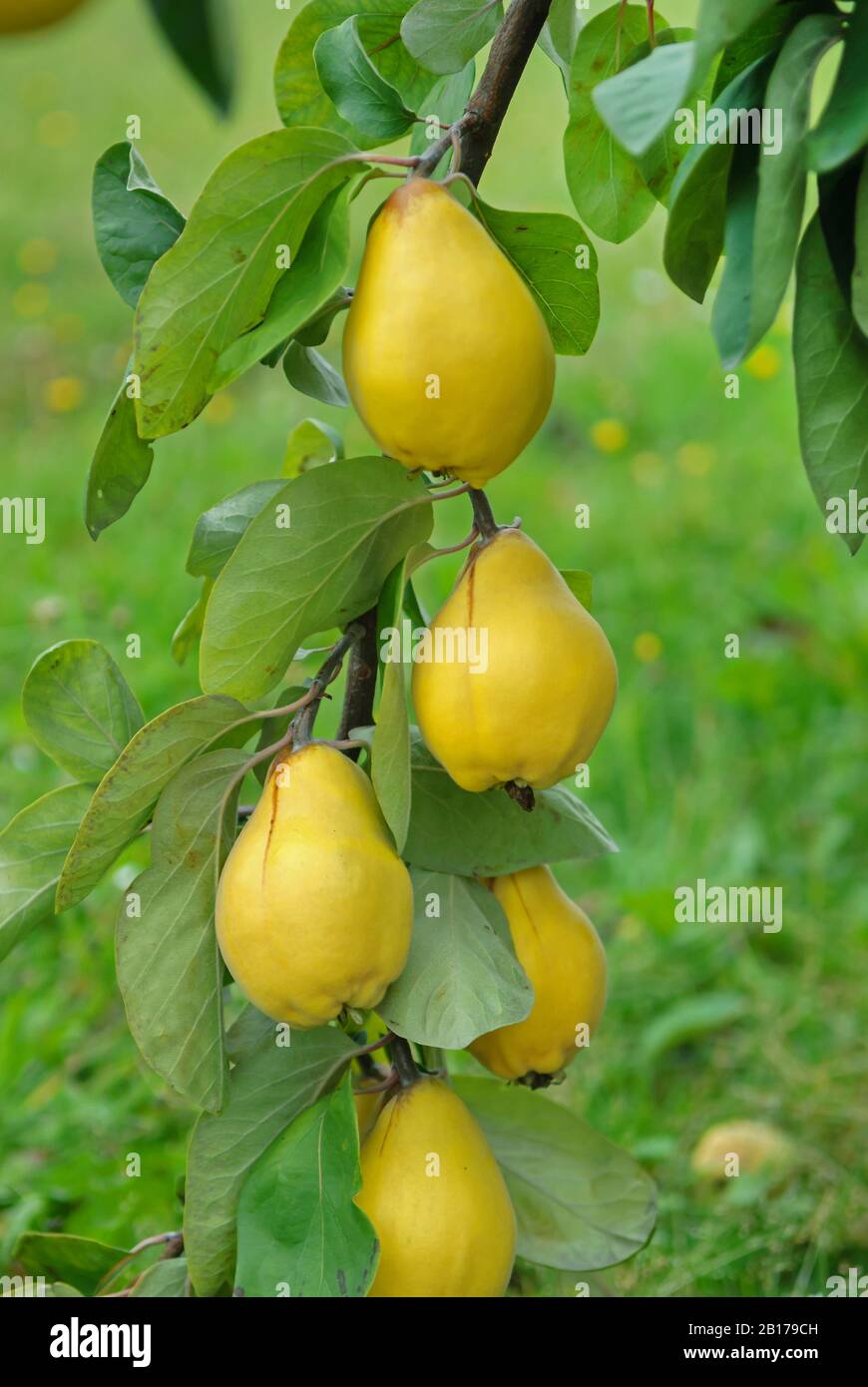 Gewöhnliche Quitte (Cydonia oblonga 'Portugiesisch', Cydonia oblonga Portugiesisch), Quitten an einem Baum, kultivierisch Portugiesisch, Deutschland Stockfoto