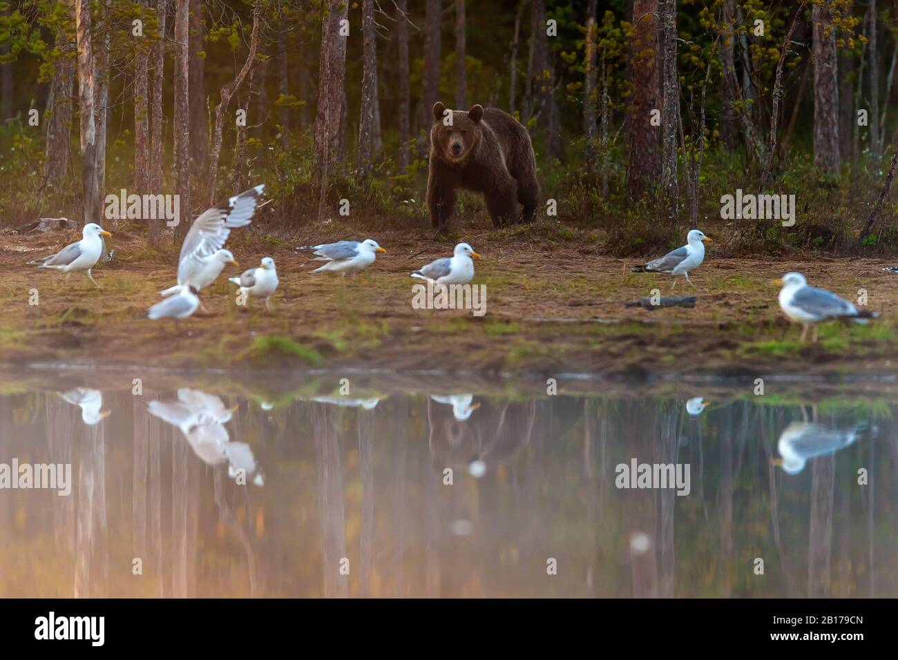 Europäischer Braunbär (Ursus arctos arctos), an einem Waldsee, Vorderansicht, Finnland, Vartius Stockfoto