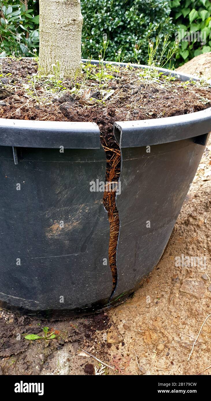 Baum gepflanzt, Topf wird geschnitten, Serienbild 1/10, Deutschland Stockfoto