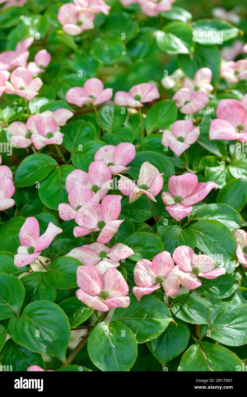 Kousa Dogwood, japanischer Dogwwod (Cornus kousa 'Satomi', Cornus kousa Satomi), blüht Stockfoto