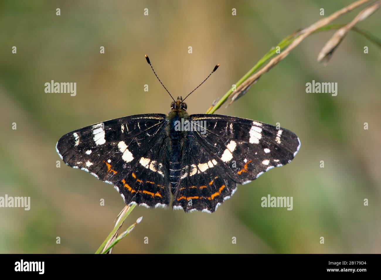Karte Schmetterling, Sommerform (Araschnia levana f. prorsa), Draufsicht, Deutschland, Nordrhein-Westfalen, Eifel Stockfoto