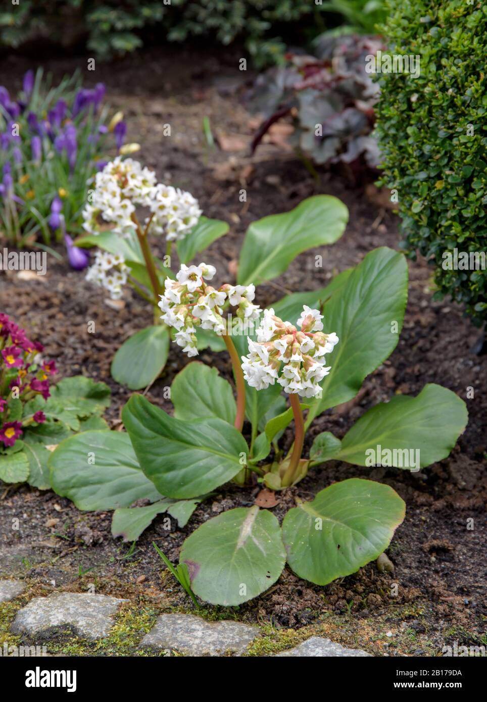 Haert Leaf Bergenia (Bergenia cordifolia Silberlicht, Bergenia 'Silberlicht', Bergenia Silberlicht), Cultivar Silberlicht Stockfoto