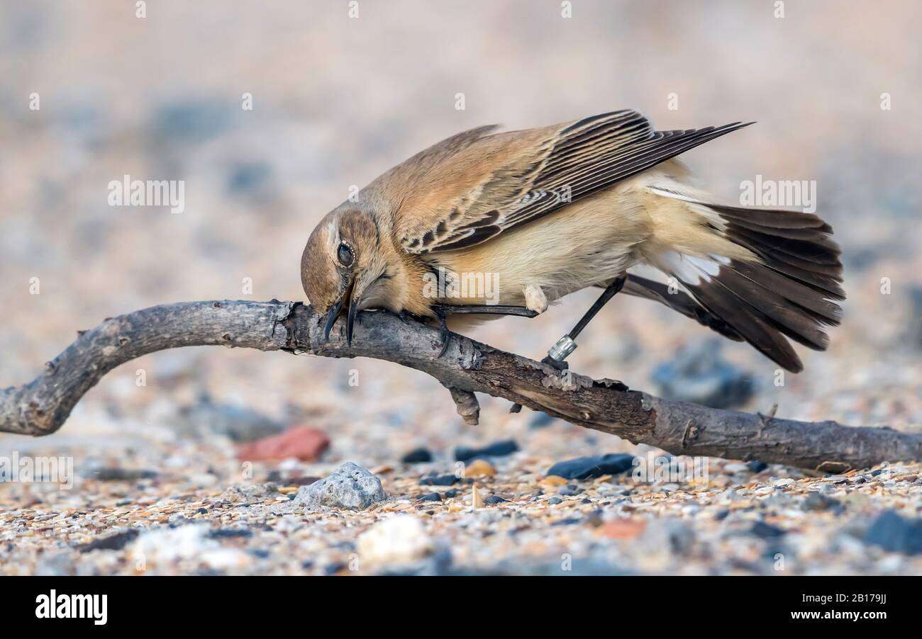 Desert wheatear (Oenanthe deserti), weiblich auf dem Sand sitzend, Belgien, Flandern Stockfoto