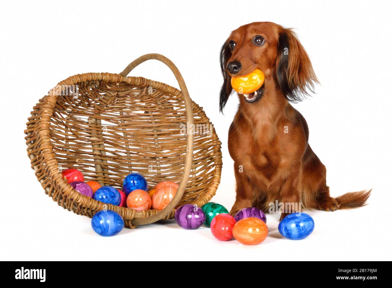 Langhaariger Dachshund, Langhaariger Wursthund, Haushund (Canis lupus f. familiaris), weiblicher Dachshund mit einem Ei in der Schnauze neben einem Korb mit farbigen Eiern sitzend Stockfoto