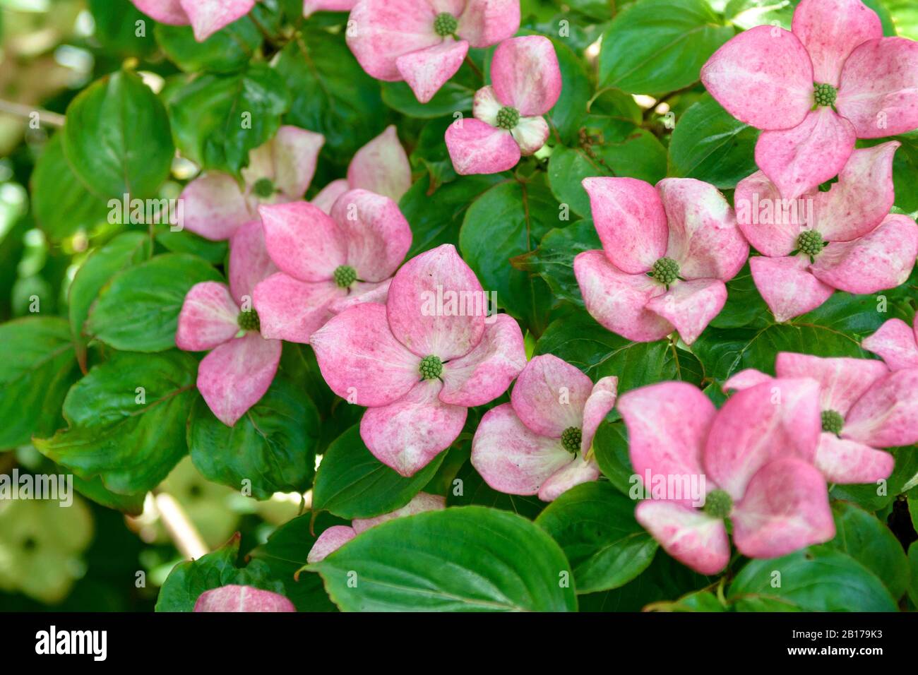 Kousa Dogwood, japanischer Dogwwod (Cornus kousa 'Satomi', Cornus kousa Satomi), blüht Stockfoto