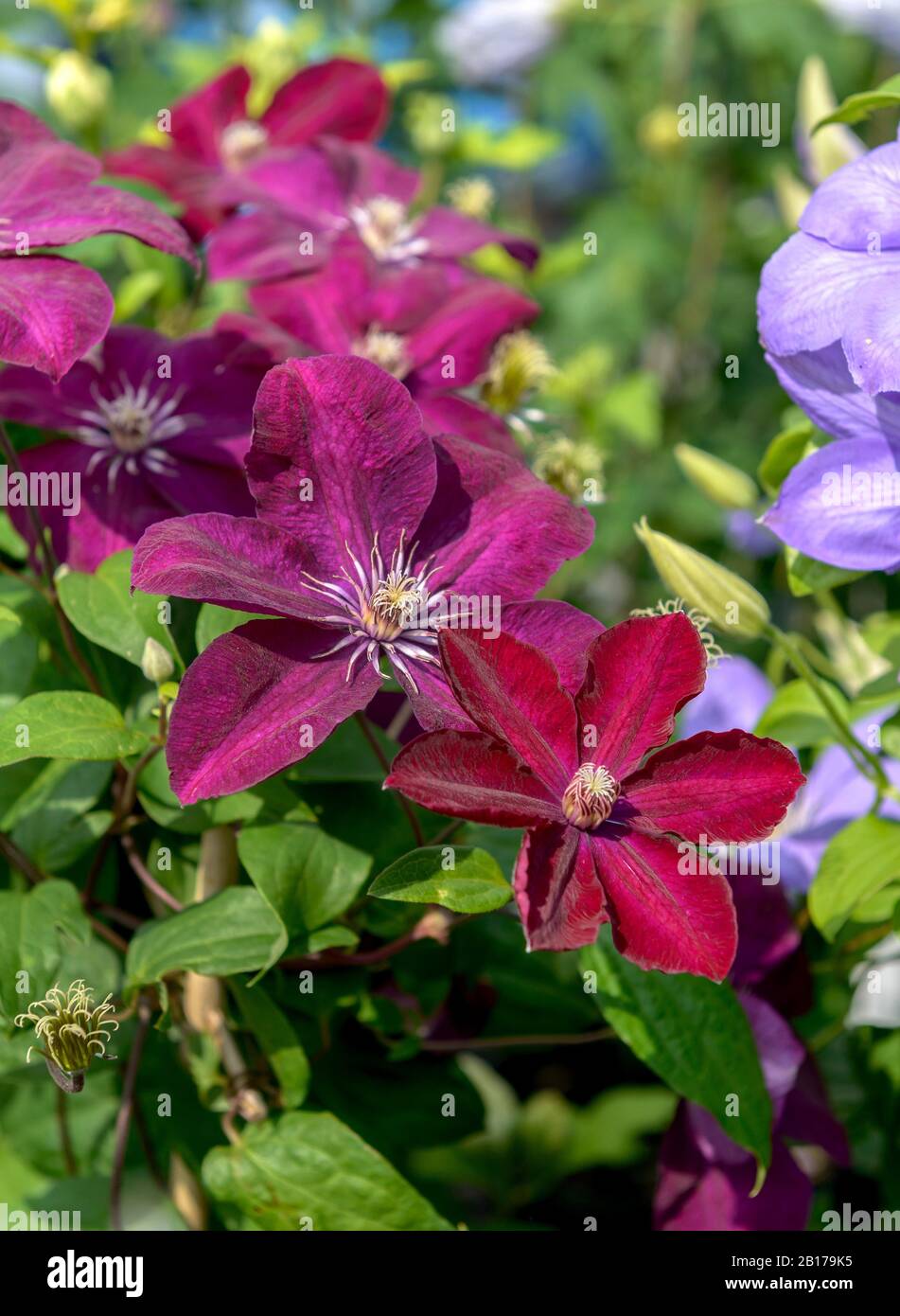 Clematis, Jungfrauen-bower (Clematis 'Rouge Cardinal', Clematis Rouge Cardinal), Cultivar Rouge Cardinal Stockfoto