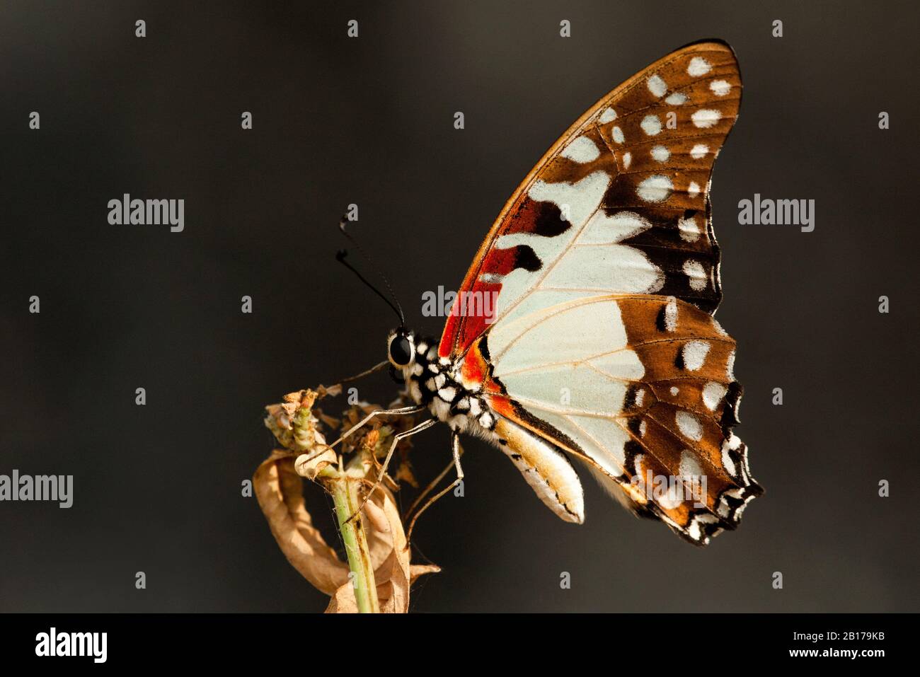 Angolanische Weißdame Schwertschwanz (Graphium angolanus), Seitenansicht, Gambia, Western Division Stockfoto