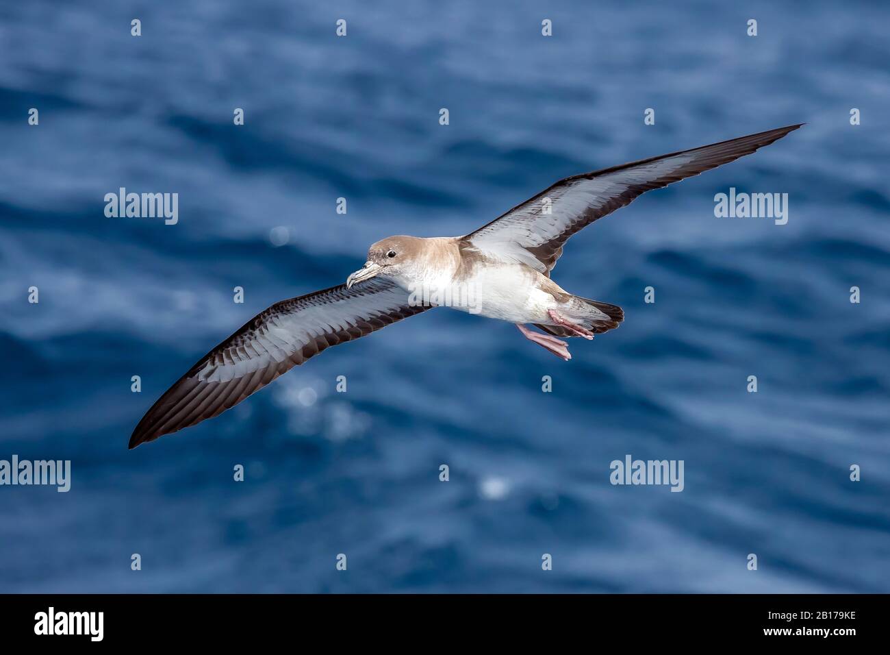 Kap Verde Shearwater (Calonectris edwardsii), fliegen von Raso, Cap Verde Islands Stockfoto