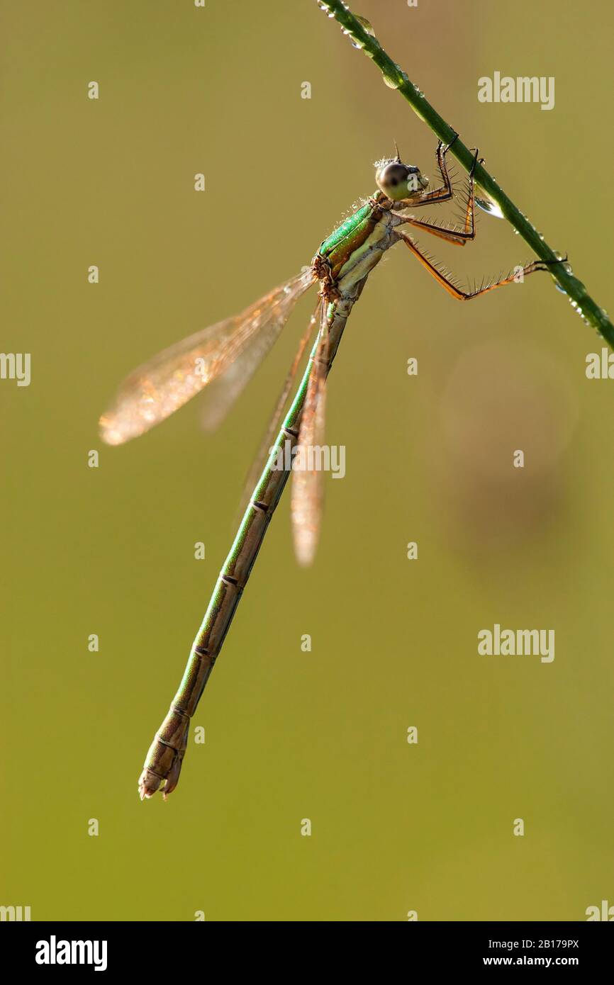 Grüne Lestes, Smaragddamselfly (Lestes sponsora), weiblich mit Wassertropfen bedeckt, Niederlande, Frisia, Delleboersterheide Stockfoto