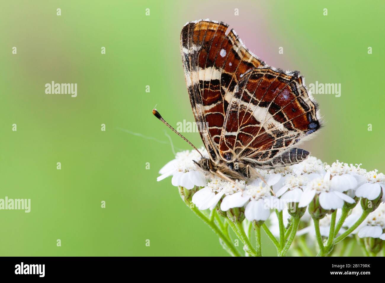 Karte Schmetterling, Sommerform (Araschnia levana f. prorsa), Seitenansicht, Deutschland, Nordrhein-Westfalen, Eifel Stockfoto