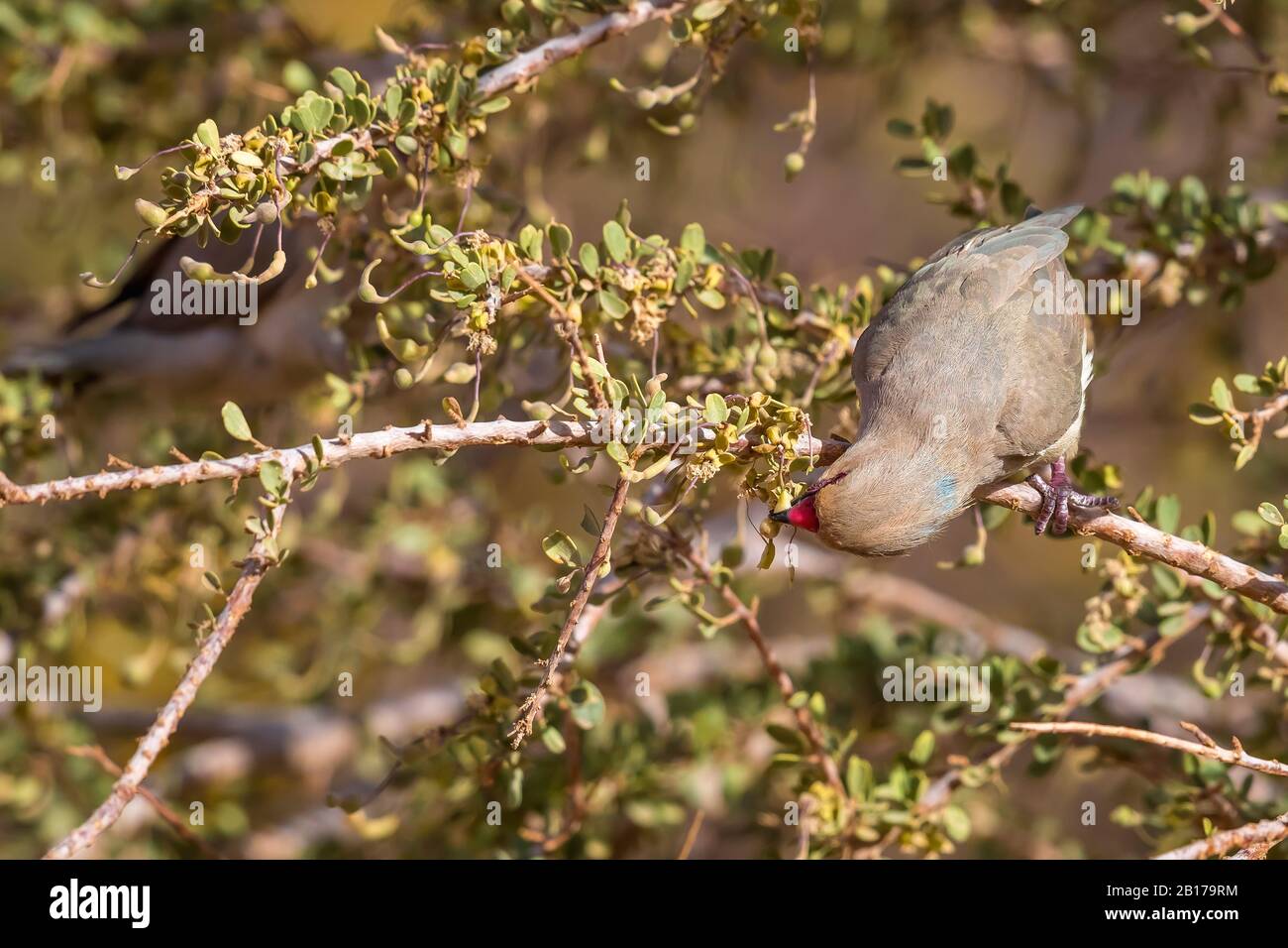 Blaunapfter Mousebird (Urocolius macrourus), Perchen, die an einem Zweig essen, Mauretanien, Toujouonine Stockfoto