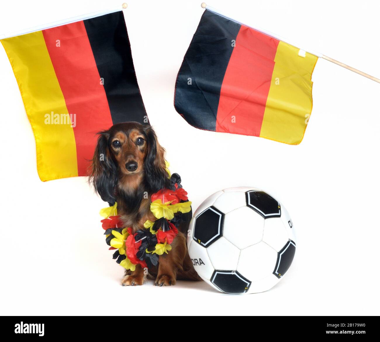 Langhaariger Dachshund, Langhaariger Wursthund, Haushund (Canis lupus f. familiaris), deutscher Fußballfan, Vorderansicht Stockfoto