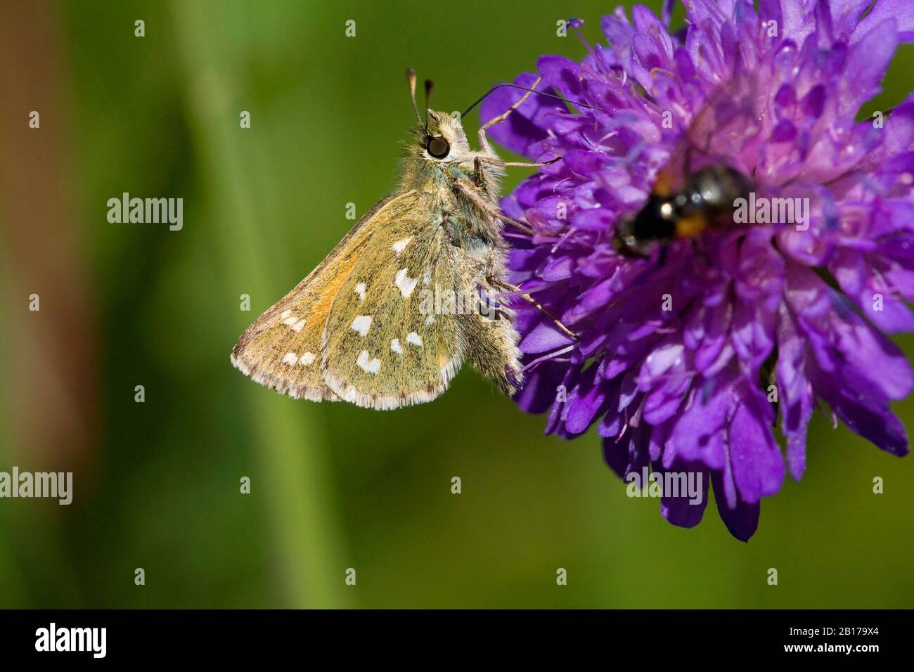 Silbergepunkteter Skipper, gemeiner Skipper, Holarktischer Grasskipper (Hesperia Komma), Seitenansicht, Schweiz, Wallis Stockfoto