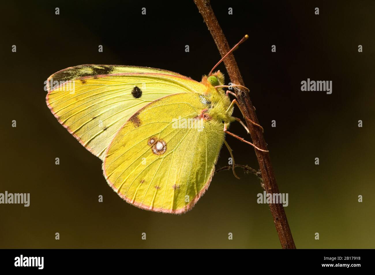 Bergers getrübtes Gelb (Colias australis, Colias alfacariensis), Männchen an einem Stamm sitzend, Seitenansicht, Deutschland, Nordrhein-Westfalen, Eifel Stockfoto