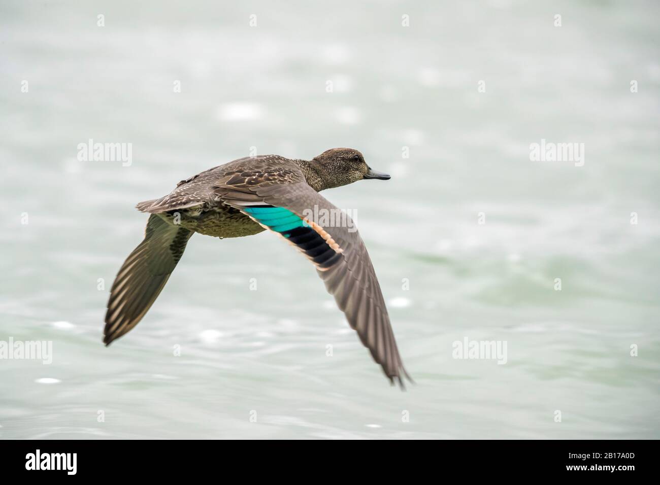 Nordamerikanischer Grüngeflügelter Teelfisch (Anas crecca carolinensis, Anas carolinensis), männlicher Flieger, Azoren, Sao Miguel Stockfoto