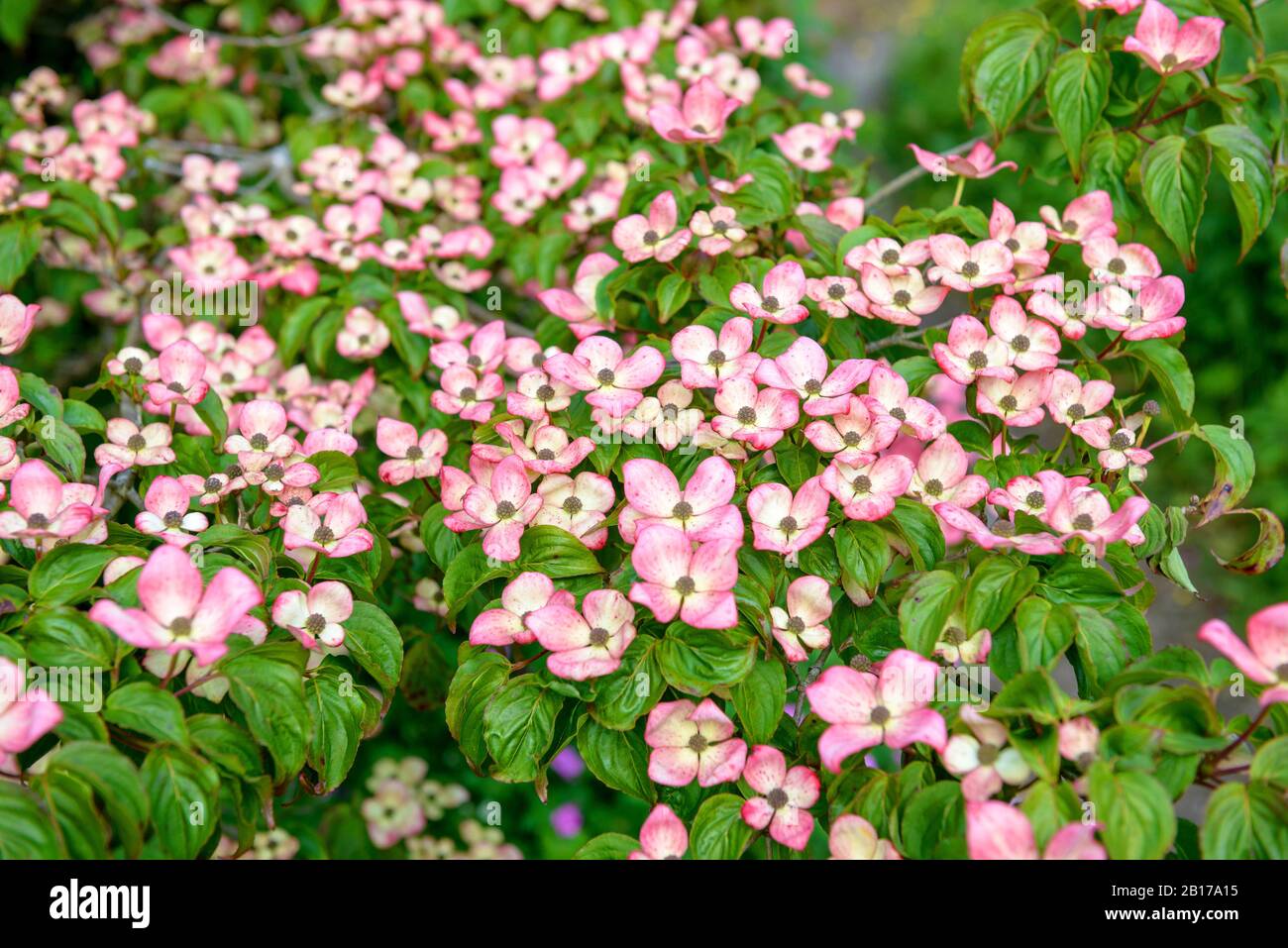 Kousa Dogwood, japanischer Dogwwod (Cornus kousa 'Satomi', Cornus kousa Satomi), blüht Stockfoto
