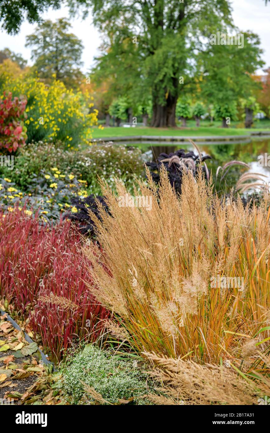 Schilfgras (Calamagrostis brachytricha, Achnatherum brachytricha, Stipa brachytricha), im Blumenbeet, Deutschland, Niedersachsen Stockfoto