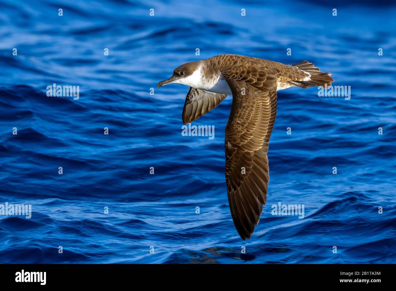 Größerer Schar (Ardenna gravis, Puffinus gravis), der über das Meer fliegt, Azoren Stockfoto