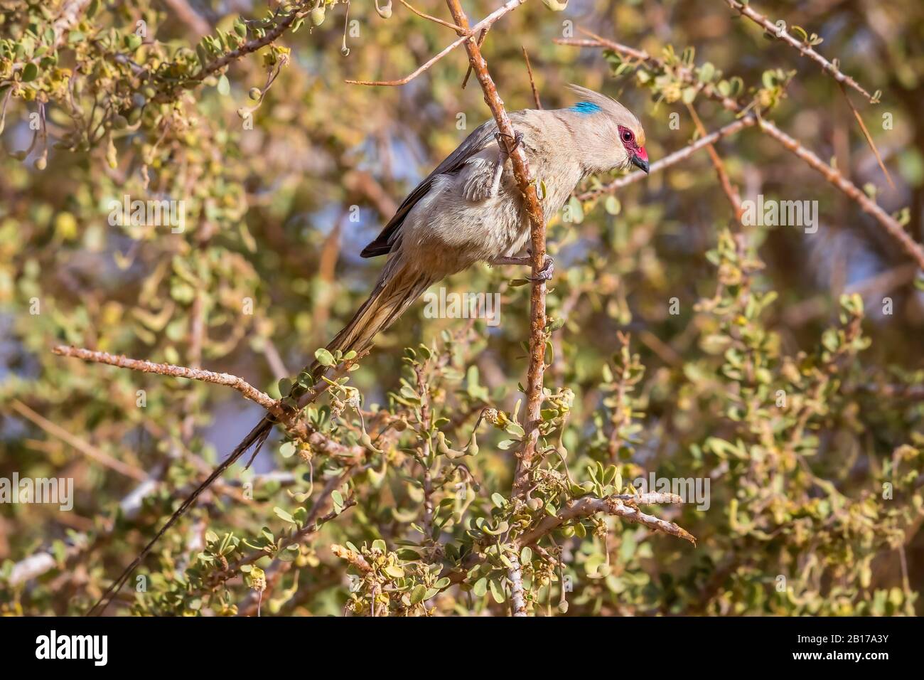 Blaugehauener Mousebird (Urocolius macrourus), der auf einem dichten Busch in der Oase Toujounine, Mauretanien, thront Stockfoto