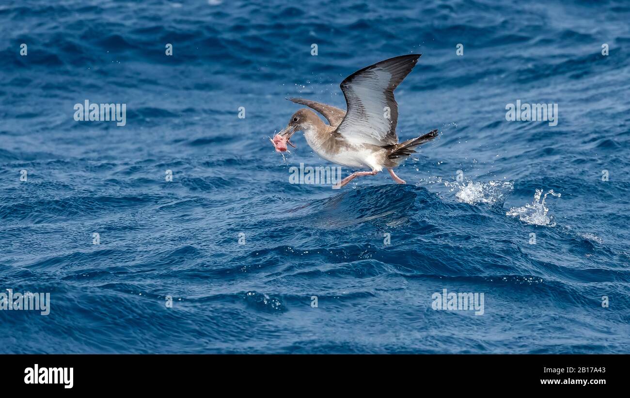 Kapverdische Searwasser (Calonectris edwardsii), Jagd im Flug, Kapverdische Inseln Stockfoto