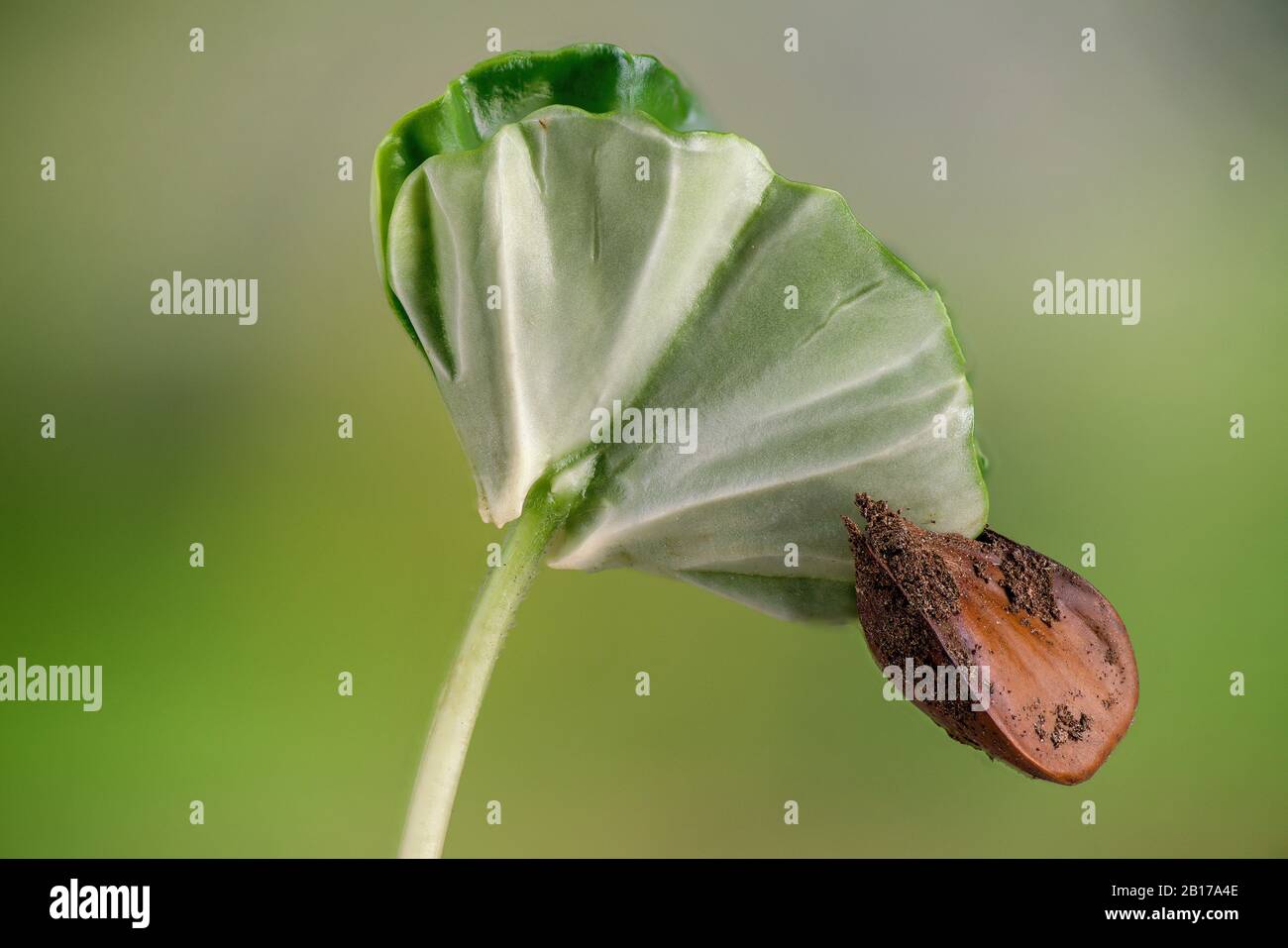 Gewöhnliche Buche (Fagus sylvatica), Setzling, Deutschland, Bayern, Oberbayern, Oberbayern Stockfoto
