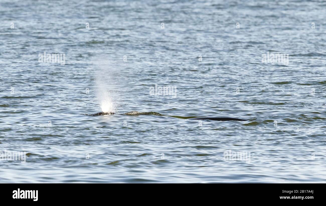 Bowhead Wal, Grönland Right Wal, Arctic Right Wal (Balaena Mysticetus), entlang der Middelkerke-Küste, Puffing, Belgien Stockfoto