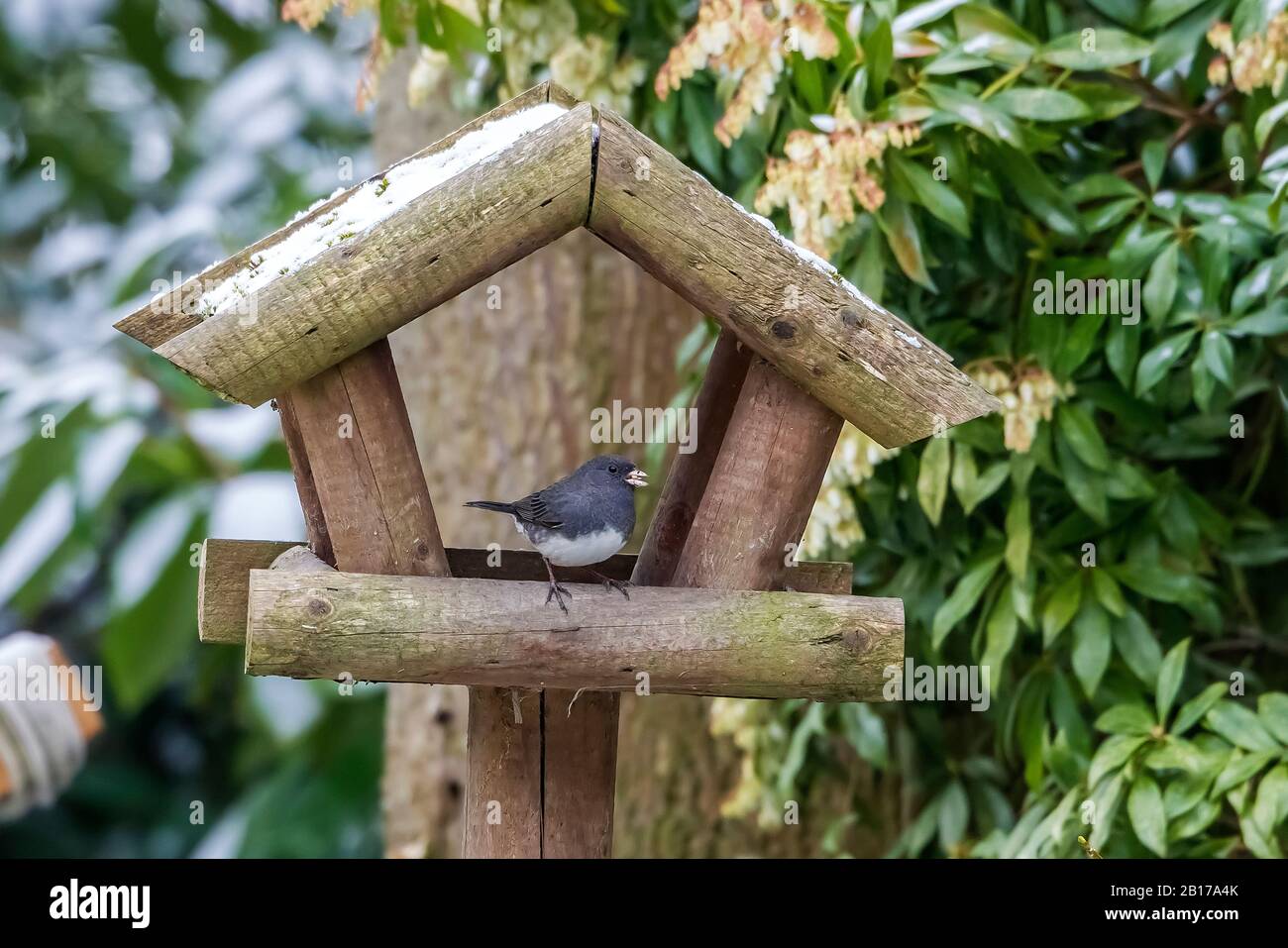 junco (Junco hyemalis), der einen Zubringer in Doornzele, Belgien, Vlaanderen, Evergem besucht Stockfoto