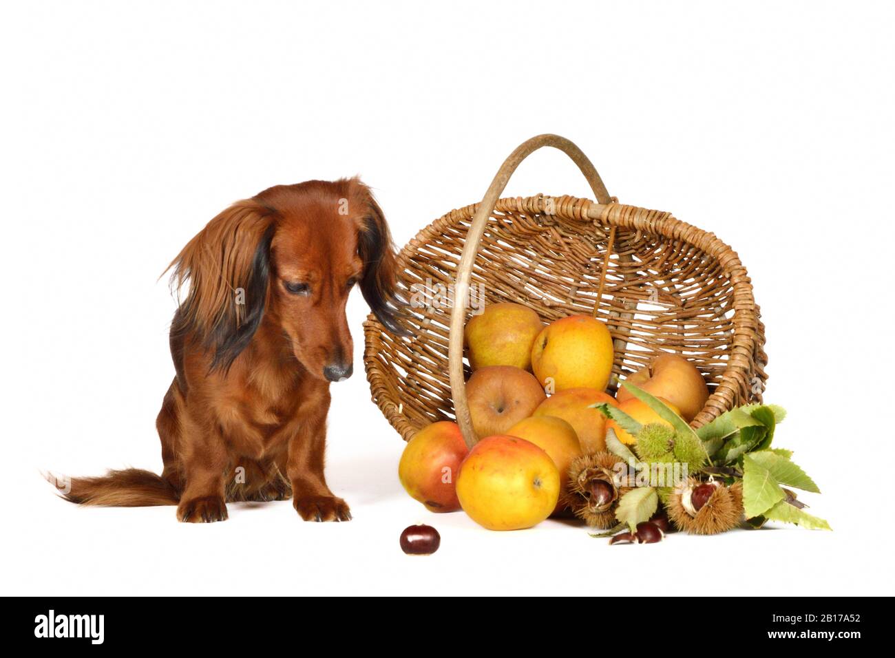 Langhaariger Dachshund, Langhaariger Wursthund, Haushund (Canis lupus f. familiaris), weiblicher Hund, der fluchtartig auf eine marone vor einem apfelkorb blickt Stockfoto