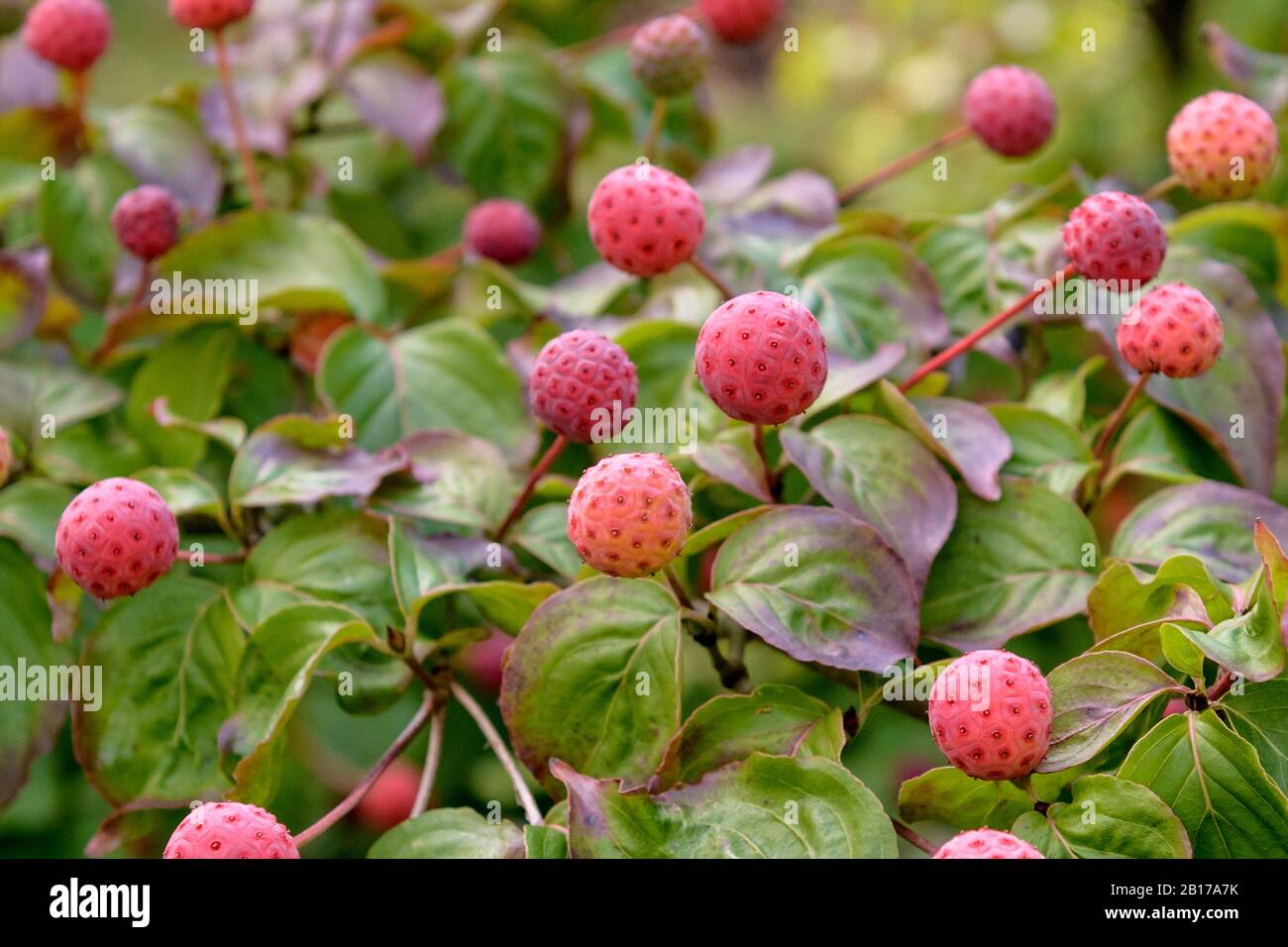 Kousa Dogwood, japanischer Dogwwod (Cornus kousa 'Satomi', Cornus kousa Satomi), fruchtig Stockfoto