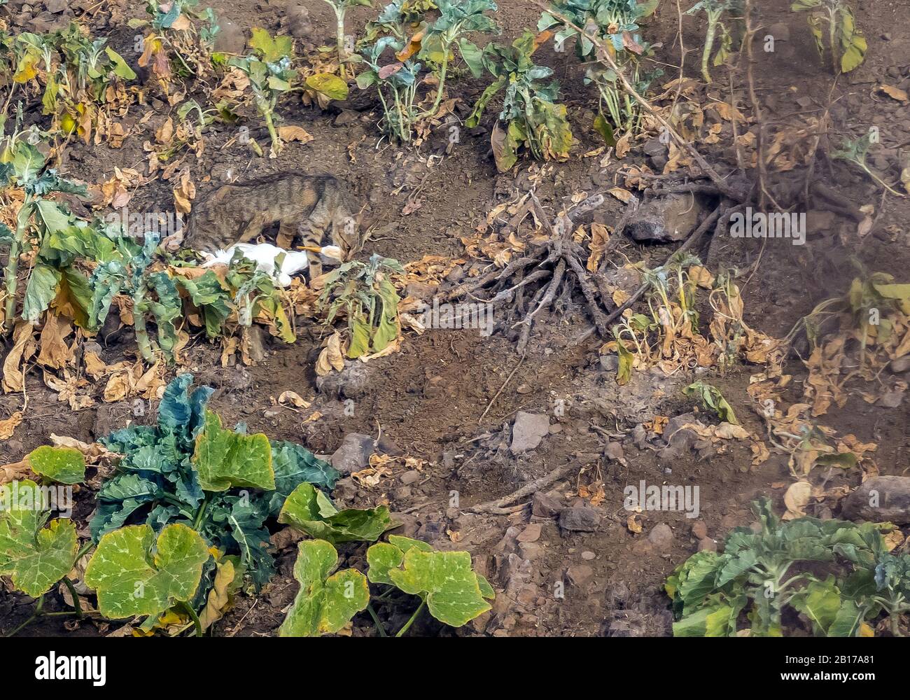 Hauskatze, Hauskatze (Felis silvestris f. Catus), mit Beute in einem Gemüsepflaster, Seitenansicht, Kapverdische Inseln Stockfoto