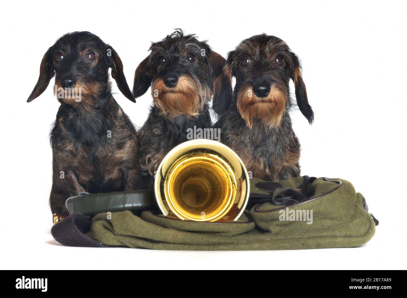 Drahthaariger Dachshund, Drahthaariger Wursthund, Haushund (Canis lupus f. familiaris), drei am Jagdhorn sitzende Dachshunde und Rucksack des Huntsmans, Vorderansicht Stockfoto