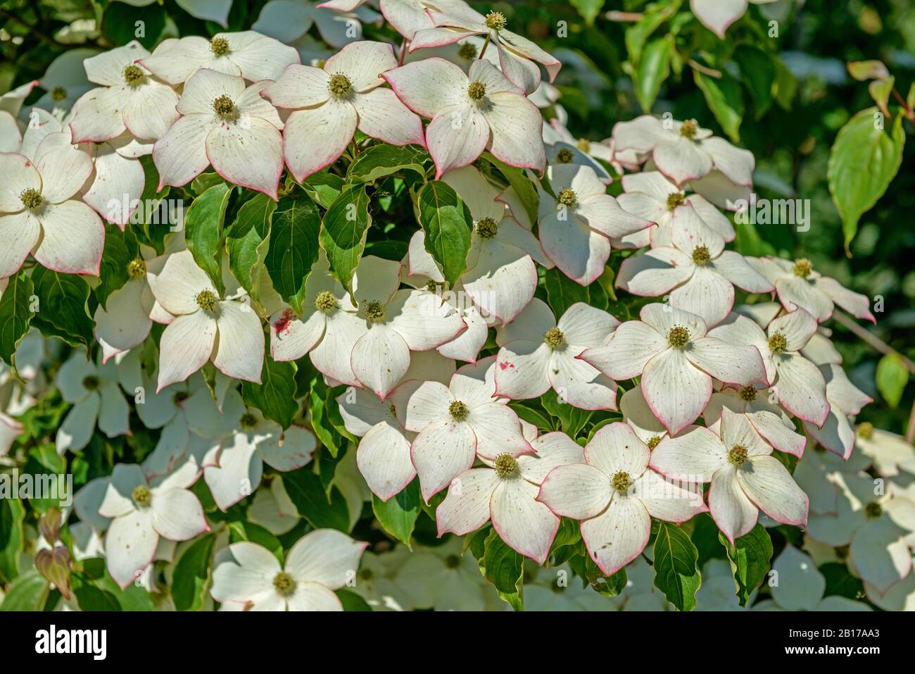 Kousa Dogwood, Japanese Dogwwod (Cornus kousa 'Wieting's Select', Cornus kousa Wieting's Select), Blooming, Cultivar Wieting's Select Stockfoto