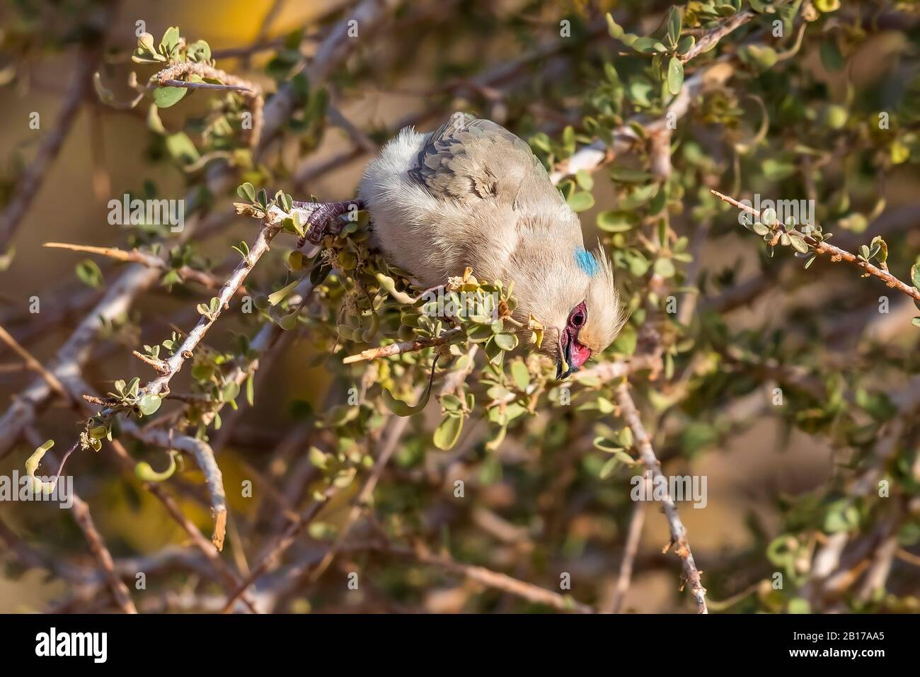 Blaugehauener Mousebird (Urocolius macrourus), der auf einem dichten Busch in der Oase Toujounine, Mauretanien, thront Stockfoto