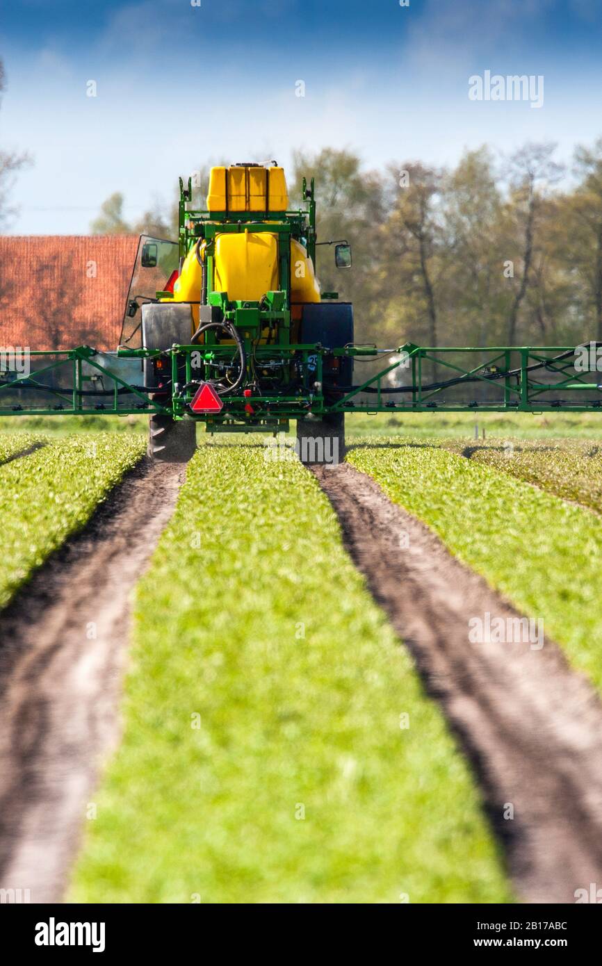 Giftspritzen in Nöten des Lilienanbaus, Niederlande, Frisia Stockfoto