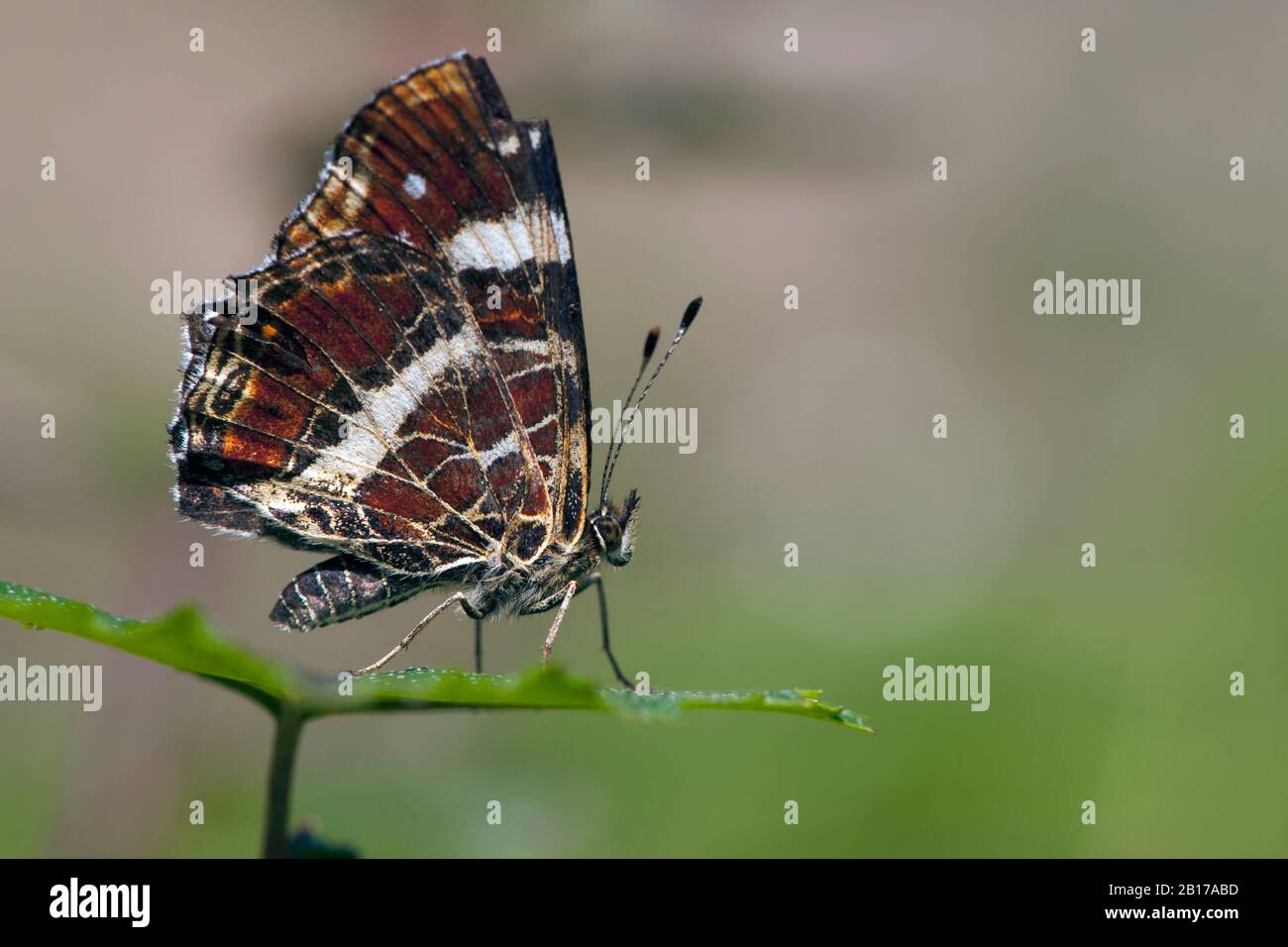 Karte Schmetterling, Sommerform (Araschnia levana f. prorsa), Seitenansicht, Deutschland, Nordrhein-Westfalen, Eifel Stockfoto
