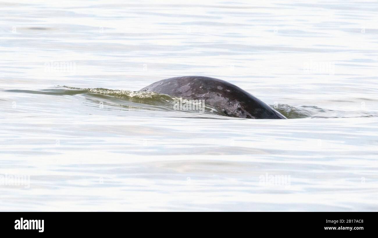 Bowhead Wal, Grönland Right Wal, Arctic Right Wal (Balaena Mysticetus), entlang des Middelkerke-Ufers, Belgien Stockfoto