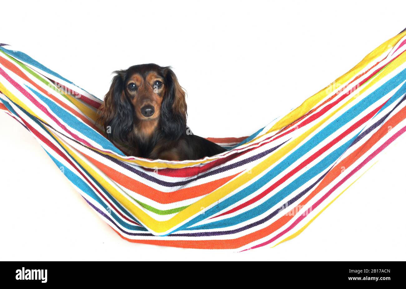 Langhaariger Dachshund, Langhaariger Wursthund, Haushund (Canis lupus f. familiaris), in Hängematte sitzender weiblicher Hund, Porträt Stockfoto