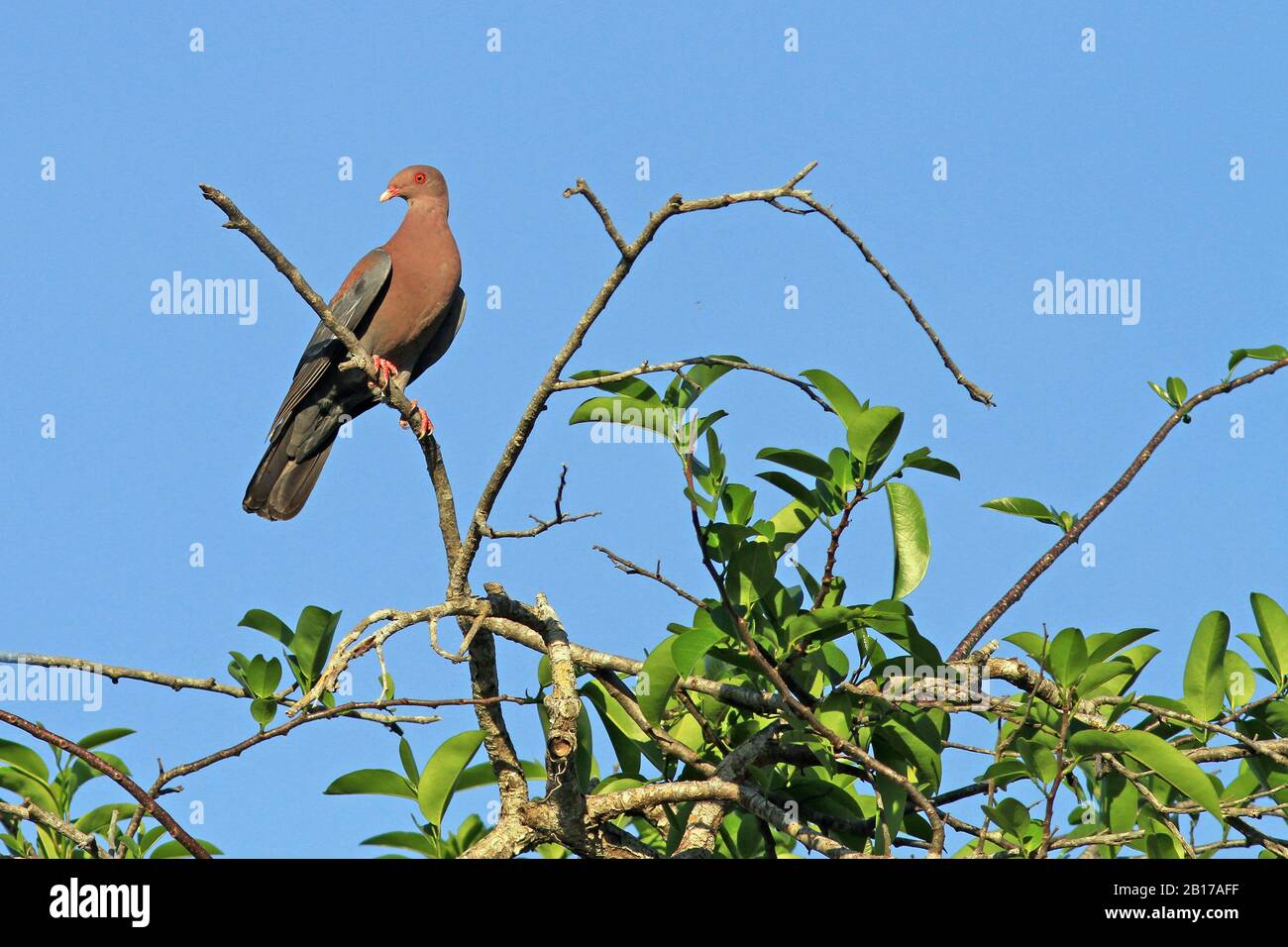 Rotschnabeltaube (Columbia-Flavirostris, Patagioenas flavirostris), die in einem Strauch in Mexiko percht Stockfoto