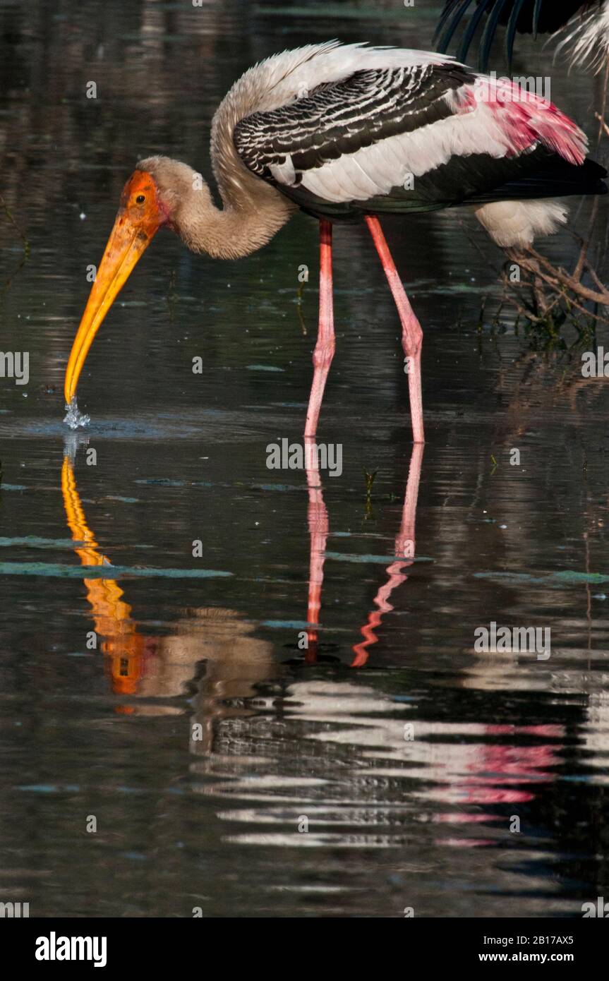 Gemalter Storch (Mycteria leucocephala), der sich im Keoladeo Nationalpark Indien ernährt Stockfoto
