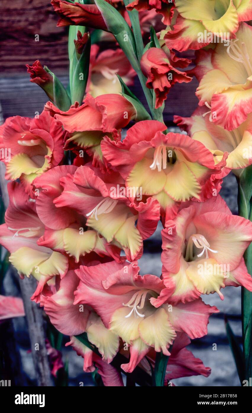 Nahaufnahme von Gladioli Jackpot Orange und Yellow Flowers in einer Gruppe. Stockfoto