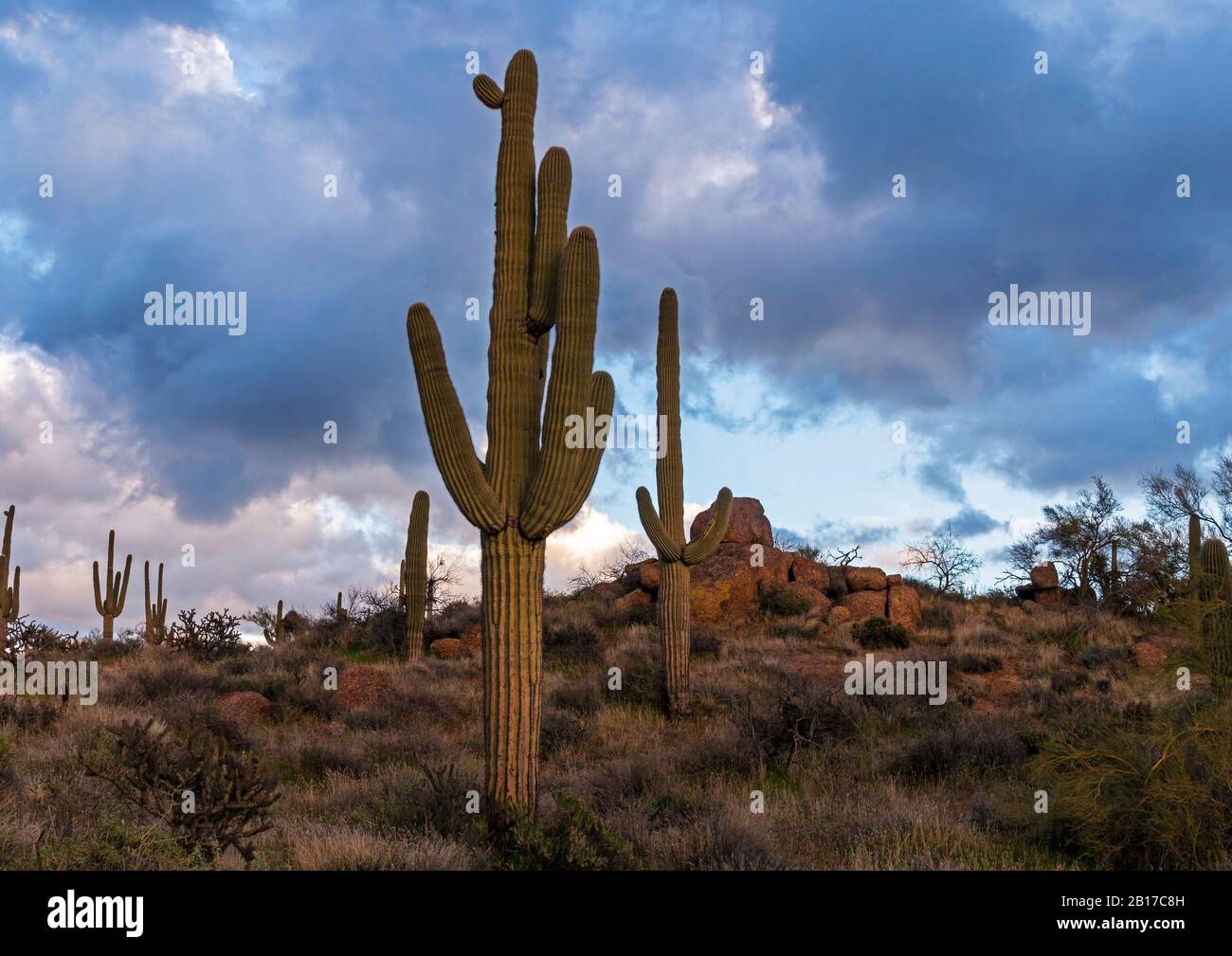 Wüstenlandschaft in Arizona Mit Saguaro Cactus- und Rock-Formation und Sturmwolken Stockfoto